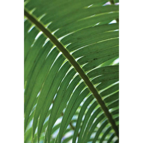 Leaf Detail VI White Modern Wood Framed Art Print by Berzel, Erin