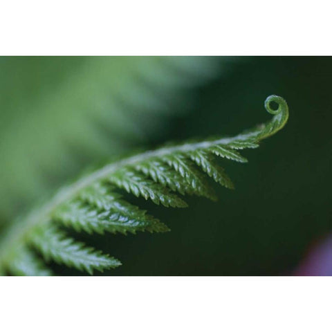 Fern Detail I Black Modern Wood Framed Art Print with Double Matting by Berzel, Erin