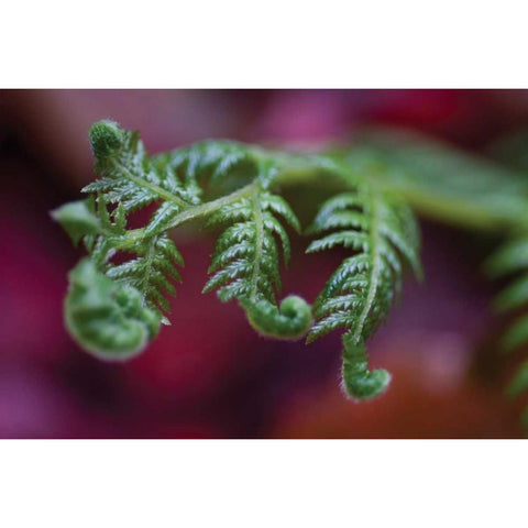 Fern Detail II White Modern Wood Framed Art Print by Berzel, Erin