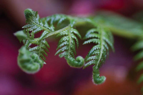 Fern Detail II Black Ornate Wood Framed Art Print with Double Matting by Berzel, Erin