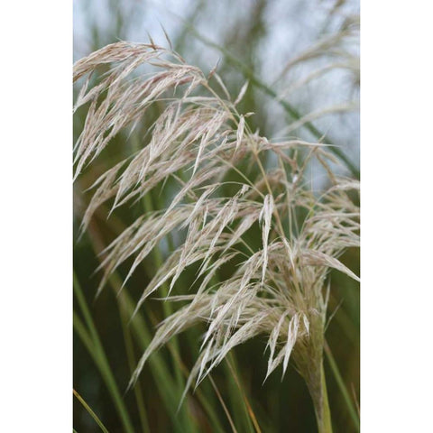 Native Grass I Gold Ornate Wood Framed Art Print with Double Matting by Berzel, Erin