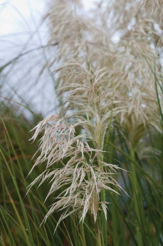 Native Grass II White Modern Wood Framed Art Print with Double Matting by Berzel, Erin