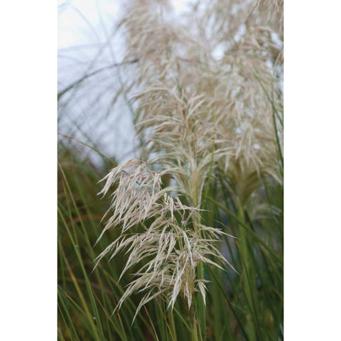 Native Grass II Gold Ornate Wood Framed Art Print with Double Matting by Berzel, Erin