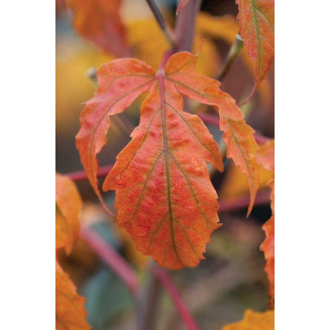 Orange Leaves I Black Modern Wood Framed Art Print by Berzel, Erin