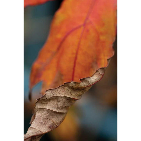 Orange Leaves II Gold Ornate Wood Framed Art Print with Double Matting by Berzel, Erin