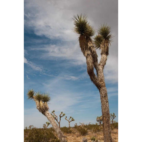 Joshua Tree I Black Modern Wood Framed Art Print with Double Matting by Berzel, Erin