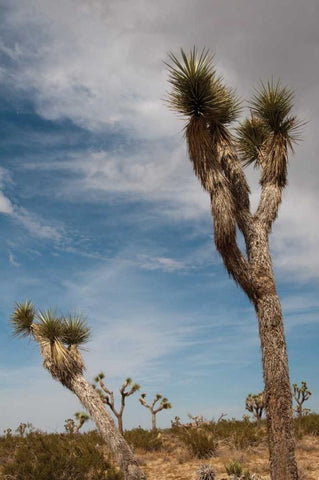 Joshua Tree I White Modern Wood Framed Art Print with Double Matting by Berzel, Erin