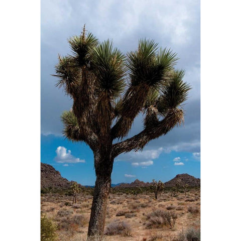 Joshua Tree II Black Modern Wood Framed Art Print with Double Matting by Berzel, Erin