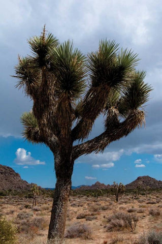 Joshua Tree II Black Ornate Wood Framed Art Print with Double Matting by Berzel, Erin