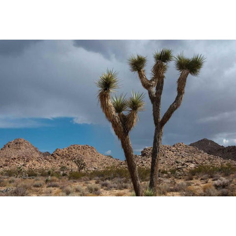 Joshua Tree III Gold Ornate Wood Framed Art Print with Double Matting by Berzel, Erin