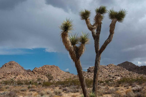 Joshua Tree III Black Ornate Wood Framed Art Print with Double Matting by Berzel, Erin