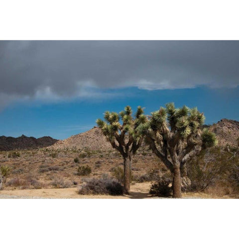 Joshua Tree IV Gold Ornate Wood Framed Art Print with Double Matting by Berzel, Erin