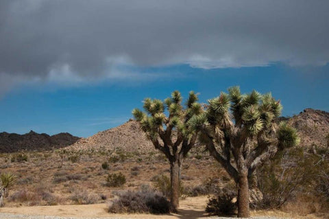 Joshua Tree IV Black Ornate Wood Framed Art Print with Double Matting by Berzel, Erin