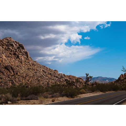 Joshua Tree National Park II Black Modern Wood Framed Art Print with Double Matting by Berzel, Erin