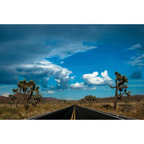 Joshua Tree National Park III Gold Ornate Wood Framed Art Print with Double Matting by Berzel, Erin