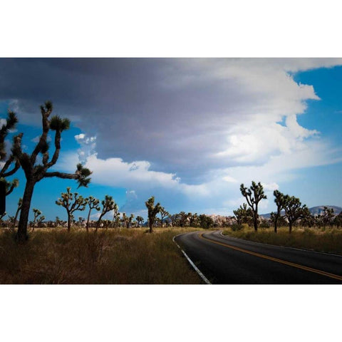 Joshua Tree National Park IV Gold Ornate Wood Framed Art Print with Double Matting by Berzel, Erin