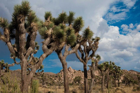 Joshua Tree V Black Ornate Wood Framed Art Print with Double Matting by Berzel, Erin