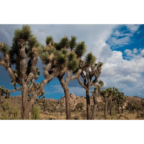 Joshua Tree V Gold Ornate Wood Framed Art Print with Double Matting by Berzel, Erin