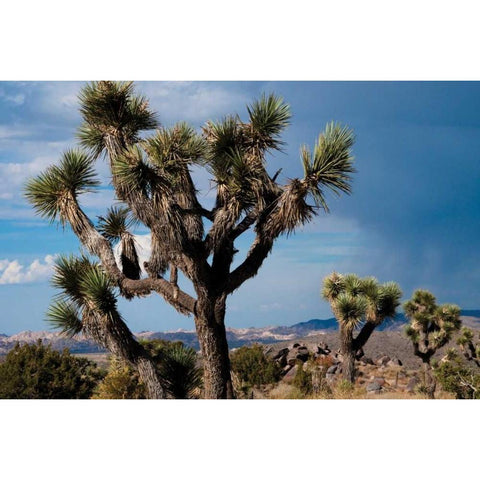 Joshua Tree VI Black Modern Wood Framed Art Print with Double Matting by Berzel, Erin