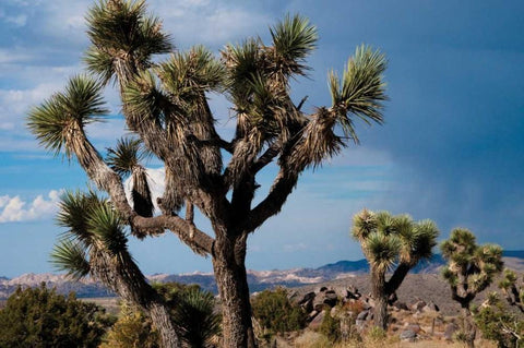 Joshua Tree VI Black Ornate Wood Framed Art Print with Double Matting by Berzel, Erin