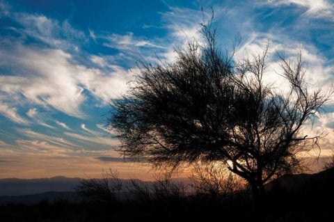 Sunset in Joshua Tree I White Modern Wood Framed Art Print with Double Matting by Berzel, Erin