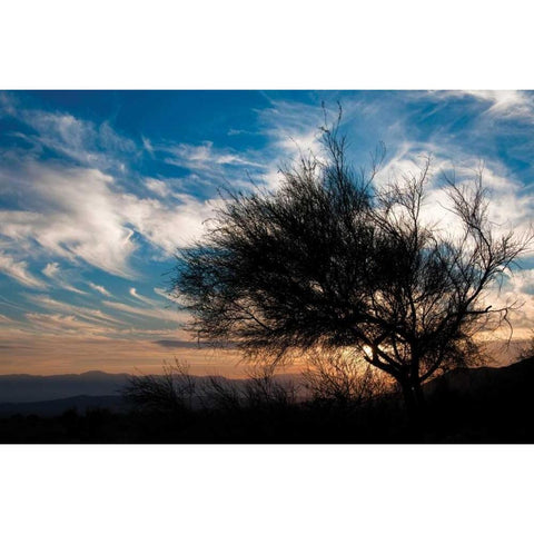 Sunset in Joshua Tree I Black Modern Wood Framed Art Print with Double Matting by Berzel, Erin