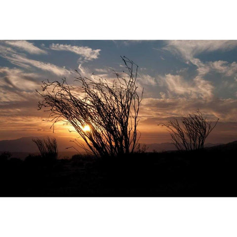 Ocotillo Cactus I White Modern Wood Framed Art Print by Berzel, Erin