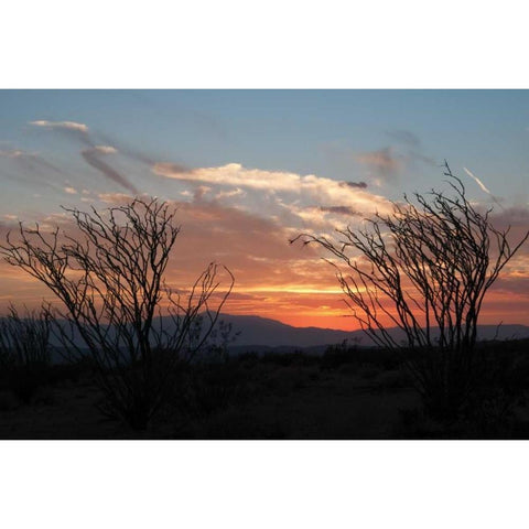 Ocotillo Cactus III White Modern Wood Framed Art Print by Berzel, Erin