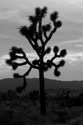 Yucca Brevifolia I Black Ornate Wood Framed Art Print with Double Matting by Berzel, Erin