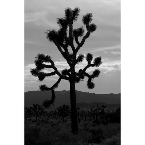 Yucca Brevifolia I White Modern Wood Framed Art Print by Berzel, Erin