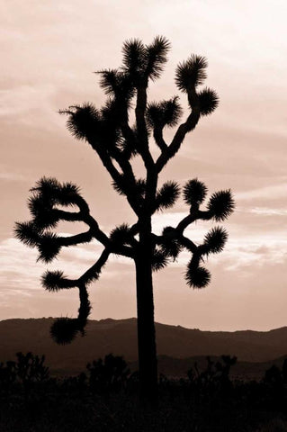 Yucca Brevifolia II Black Ornate Wood Framed Art Print with Double Matting by Berzel, Erin