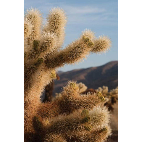 Cholla Cactus I Black Modern Wood Framed Art Print with Double Matting by Berzel, Erin