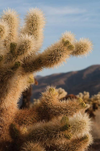 Cholla Cactus I Black Ornate Wood Framed Art Print with Double Matting by Berzel, Erin