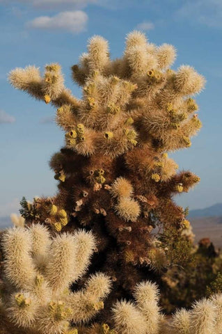 Cholla Cactus II White Modern Wood Framed Art Print with Double Matting by Berzel, Erin