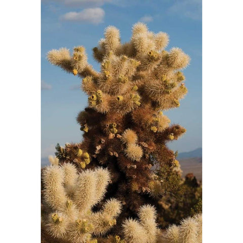 Cholla Cactus II Gold Ornate Wood Framed Art Print with Double Matting by Berzel, Erin