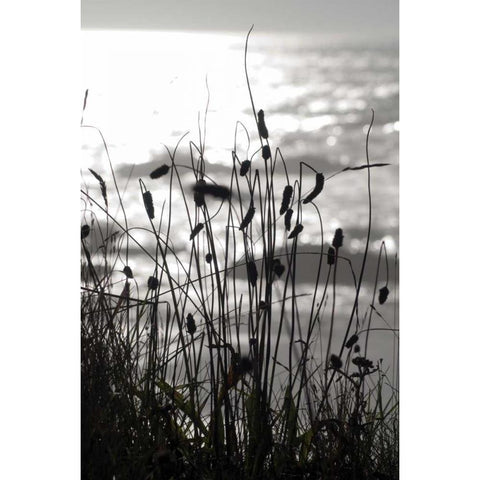 Coastal Grass I White Modern Wood Framed Art Print by Berzel, Erin