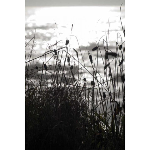 Coastal Grass II White Modern Wood Framed Art Print by Berzel, Erin