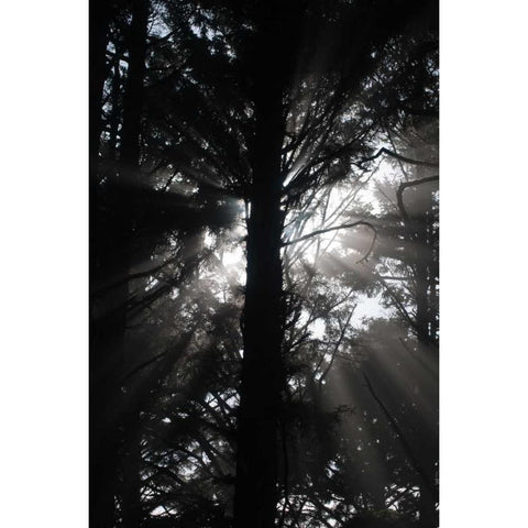 Light and Shadows I Black Modern Wood Framed Art Print with Double Matting by Berzel, Erin