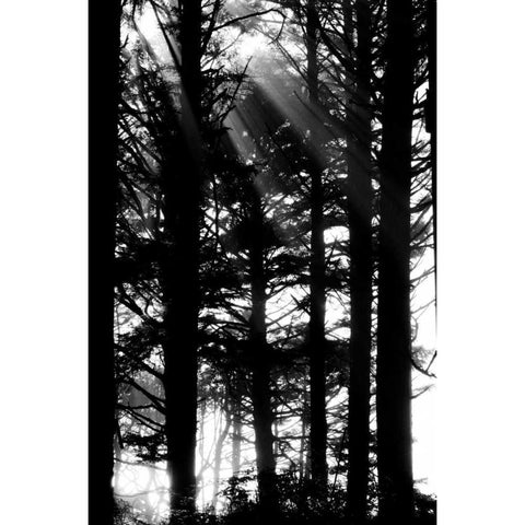 Light and Shadows II White Modern Wood Framed Art Print by Berzel, Erin