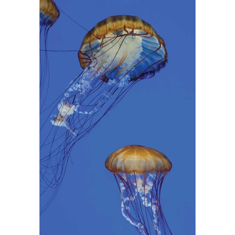 Jellyfish I White Modern Wood Framed Art Print by Berzel, Erin