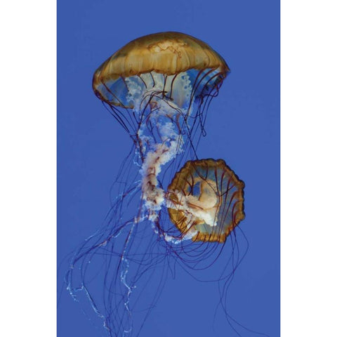 Jellyfish II Black Modern Wood Framed Art Print with Double Matting by Berzel, Erin