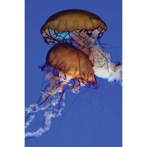 Jellyfish III Black Modern Wood Framed Art Print with Double Matting by Berzel, Erin