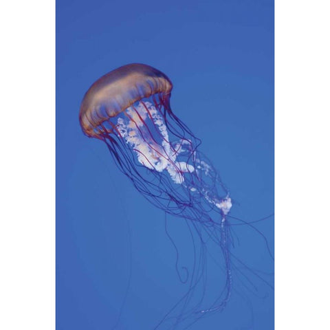 Jellyfish IV White Modern Wood Framed Art Print by Berzel, Erin