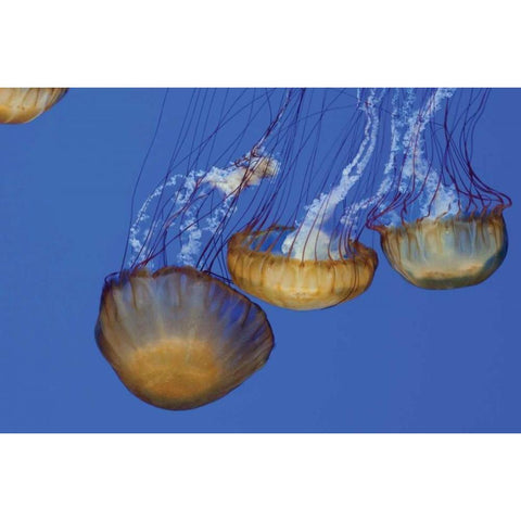 Jellyfish VI Black Modern Wood Framed Art Print with Double Matting by Berzel, Erin