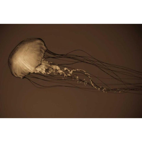 Sea Nettle II Black Modern Wood Framed Art Print with Double Matting by Berzel, Erin