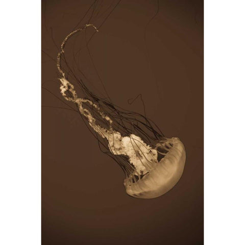 Sea Nettle III Black Modern Wood Framed Art Print with Double Matting by Berzel, Erin