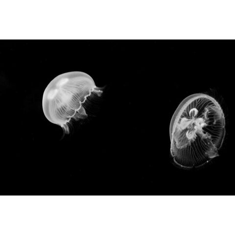 Jellyfish Glow I Black Modern Wood Framed Art Print with Double Matting by Berzel, Erin