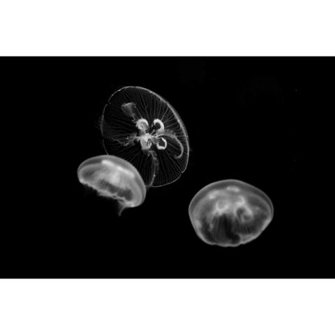 Jellyfish Glow II Black Modern Wood Framed Art Print with Double Matting by Berzel, Erin