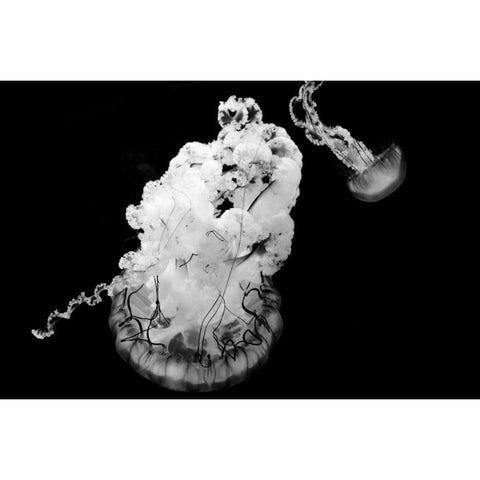 Jellyfish Glow VII White Modern Wood Framed Art Print by Berzel, Erin