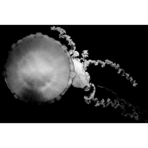 Jellyfish Glow IX White Modern Wood Framed Art Print by Berzel, Erin